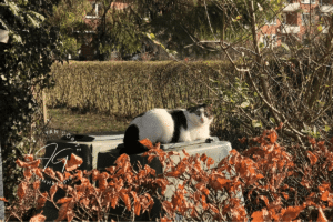 Gelassenheit - Katze - Jan Göritz - Heilpraktiker für Psychotherapie und Psychologischer Berater in Hamburg